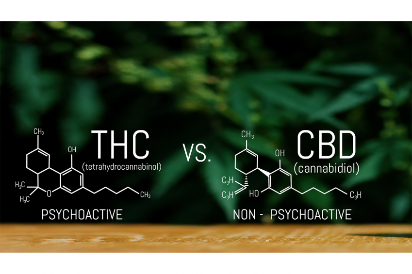 The Key Differences Between CBD And THC | CAFE