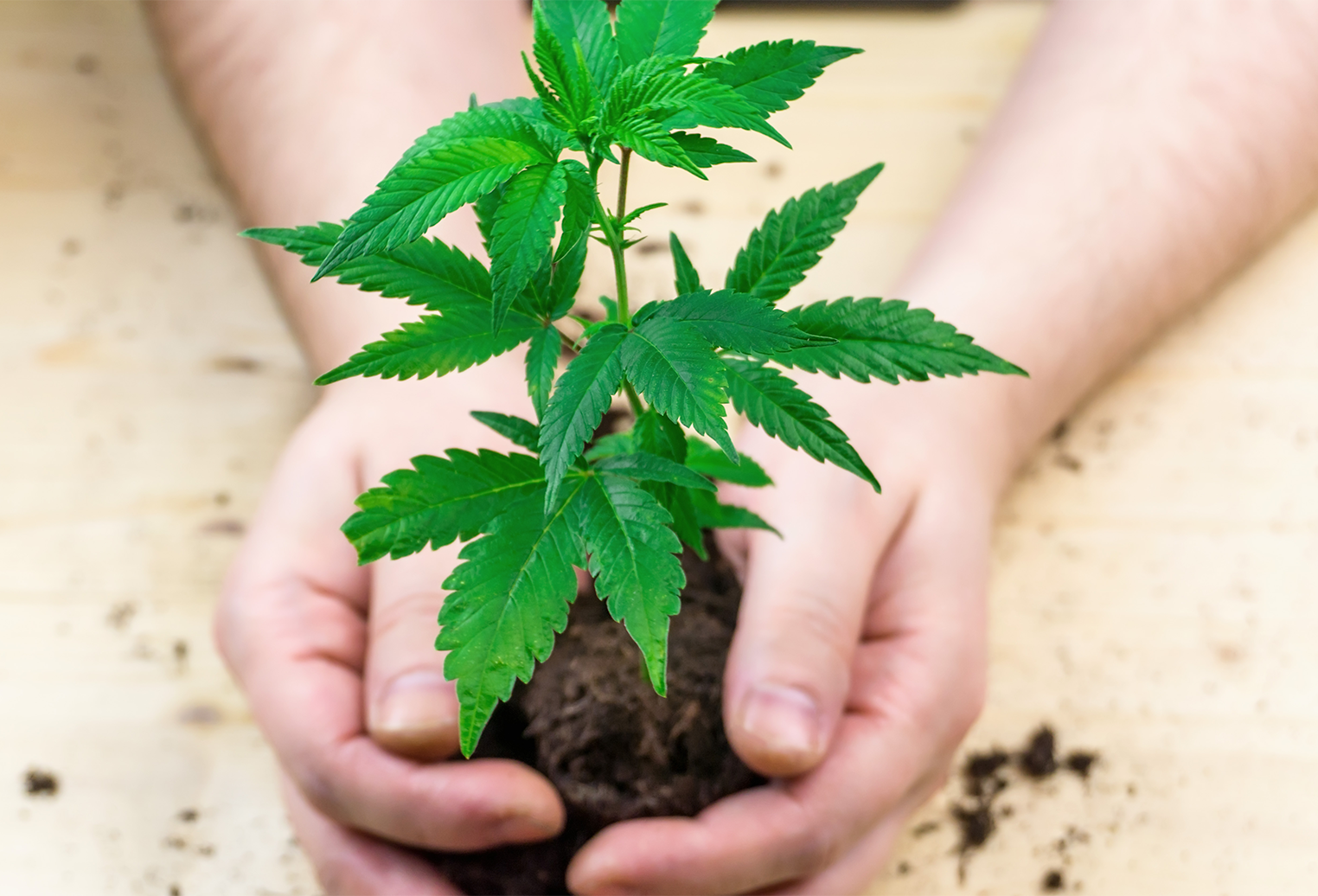 When And How To Move Marijuana Plants Outdoors | CAFE